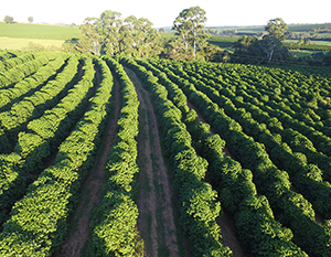 Agrocafe 2014 café arabica x robusta uma análise da produção